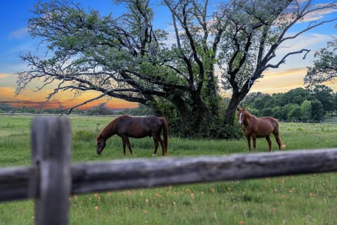 Container home with rooftop views and pickleball-Pecan Grove House in Rio Grande