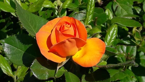 Garden, Decorative detail