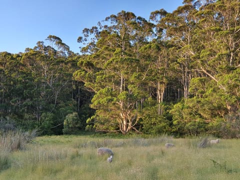 View (from property/room), Animals