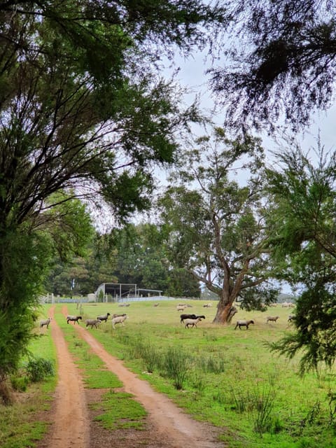 View (from property/room), Animals