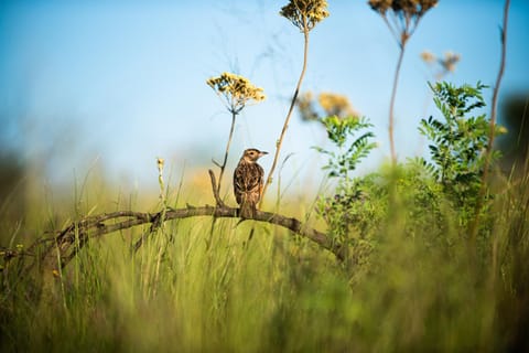 Spring, Day, Natural landscape, Animals