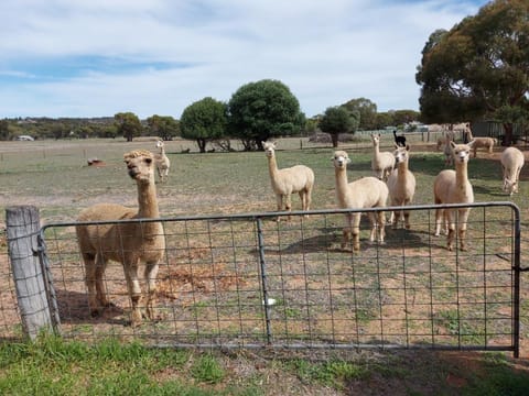 View (from property/room), Animals