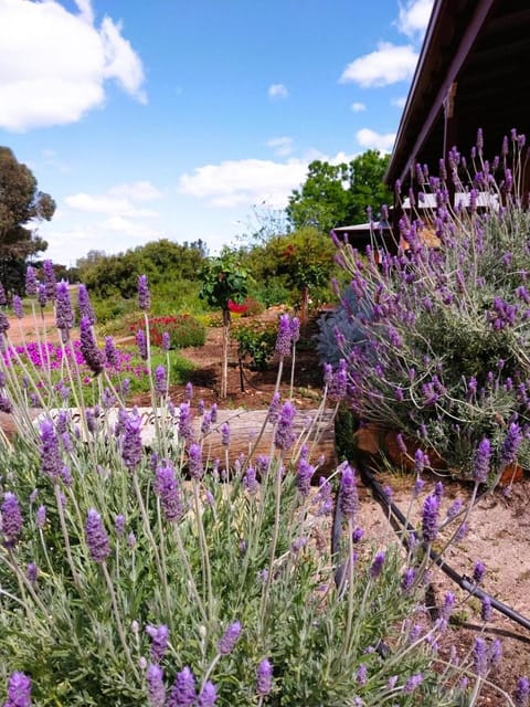 Spring, Garden view