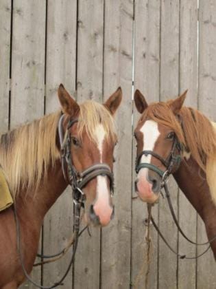 La grange Farm Stay in Bourgogne-Franche-Comté