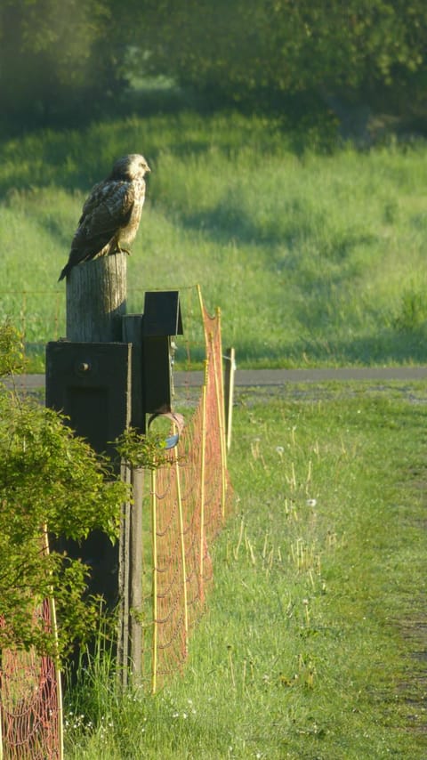 Garden, Animals