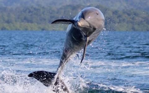 Dolphin Bay Hideaway Chambre d’hôte in Bocas del Toro Province