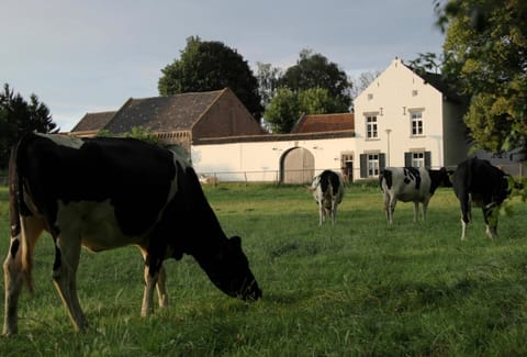 Day, Natural landscape, Animals, On site