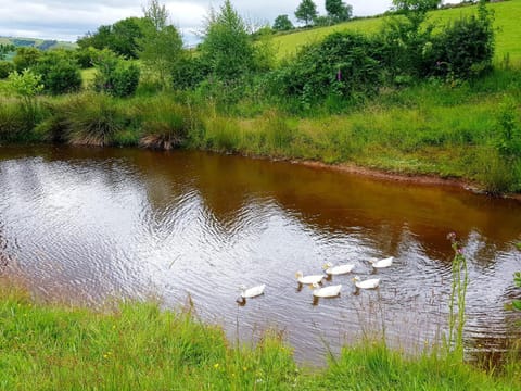 Cozy Cabin Retreat - Sleeps 2 & a Child Cabin in Wales