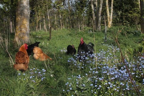 The Oaks Glamping - Jasper's Shepherds Hut Campground/ 
RV Resort in Breckland District