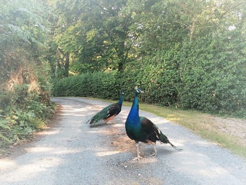 Greenways Valley Holiday Park Campground/ 
RV Resort in North Devon District