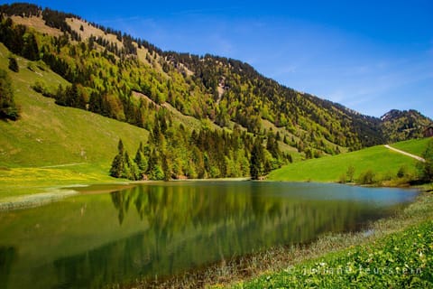 Haus Feurstein Apartment in Vorarlberg, Austria