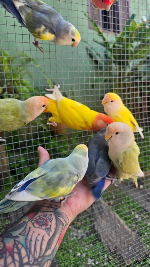 Flat rústico e aconchegante próximo a Paraty e Trindade Bed and Breakfast in State of Rio de Janeiro