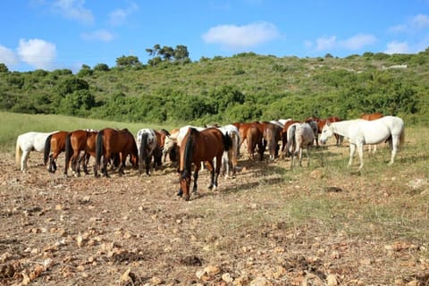 Horse-riding, Horse-riding