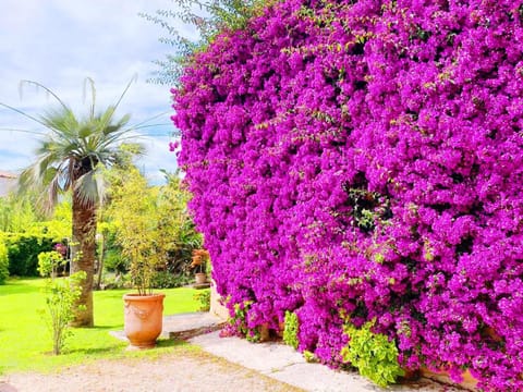 Property building, Garden view
