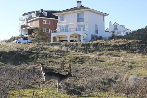 Property building, Animals, Landmark view