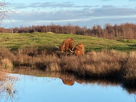 Natural landscape