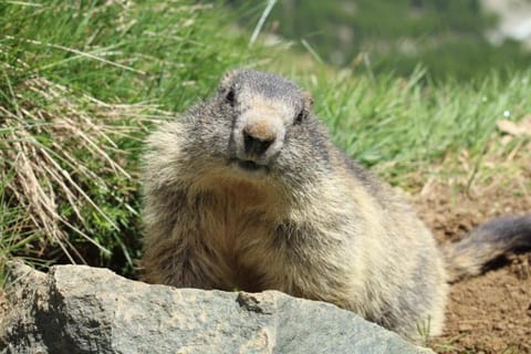 Natural landscape, Summer, Animals