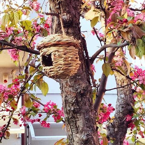 Spring, Natural landscape, Garden, Garden, Garden view, Garden view