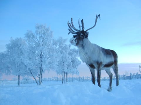 Reindeer Lodge Nature lodge in Norrbotten County, Sweden