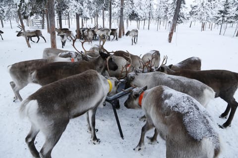 Reindeer Lodge Nature lodge in Norrbotten County, Sweden