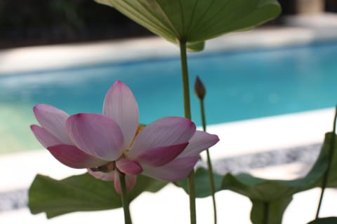 Garden, Swimming pool