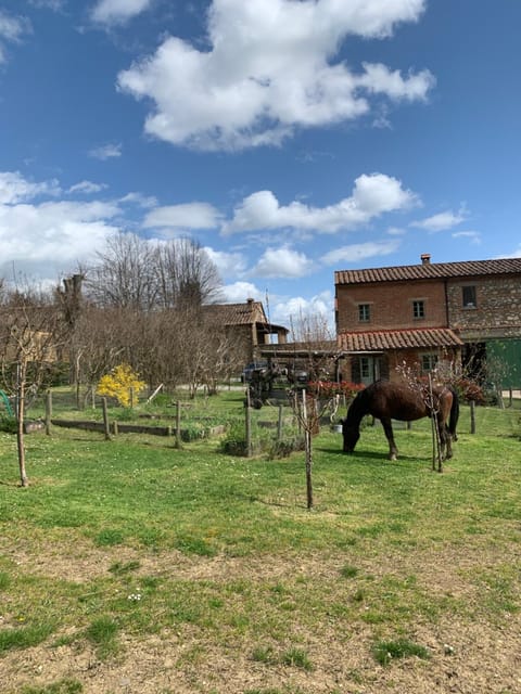 Property building, Day, Animals, Garden view
