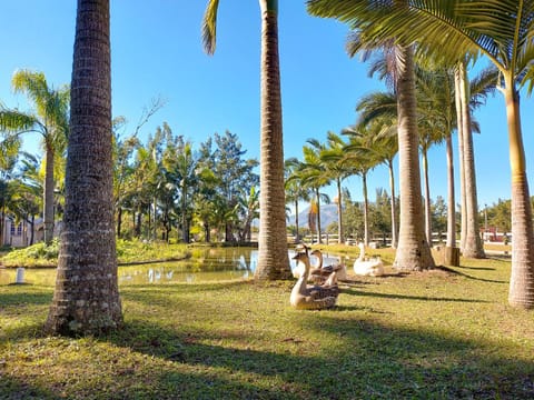 Garden, Garden, Animals, Garden view, Lake view