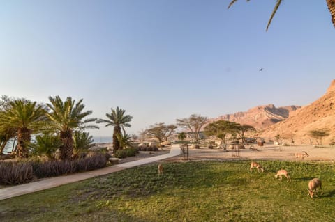 Natural landscape, Garden, View (from property/room), Balcony/Terrace, Mountain view