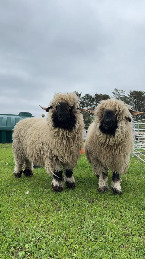 Glampods Glamping Pod - meet Highland Cows and Sheep Elgin House in Scotland