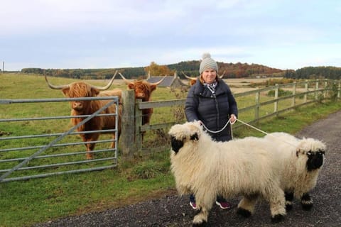 Glampods Glamping Pod - meet Highland Cows and Sheep Elgin House in Scotland