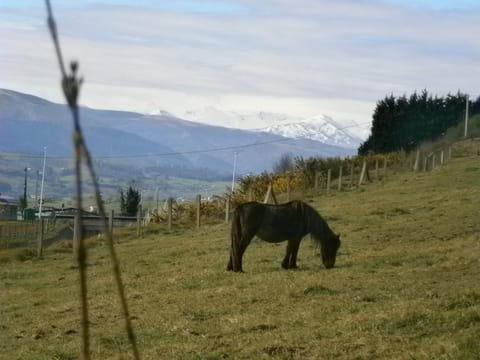 Natural landscape, Animals, Mountain view