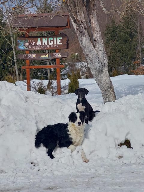 Winter, Pets