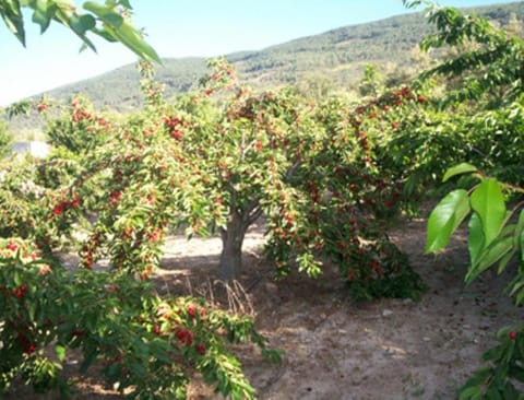 Las Calabazas Country House in Valle del Jerte