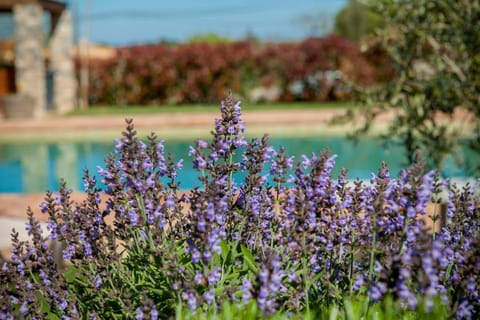 Garden, Pool view, Swimming pool