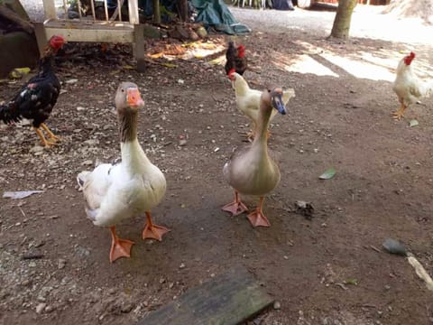 Pousada Jambo Trindade Inn in State of Rio de Janeiro