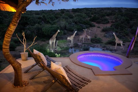Safari Lodge - Amakhala Game Reserve Luxury tent in Eastern Cape