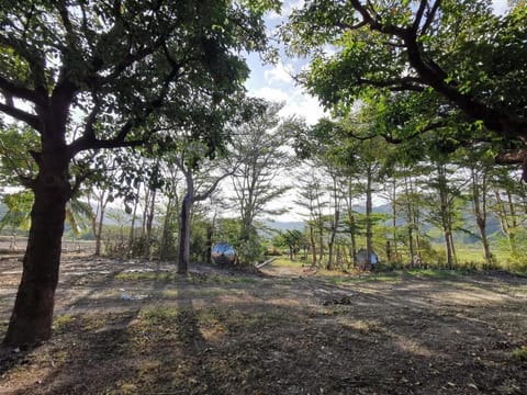 Property building, Natural landscape, Garden