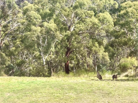 Spring, Natural landscape, View (from property/room), Animals, Animals, Mountain view