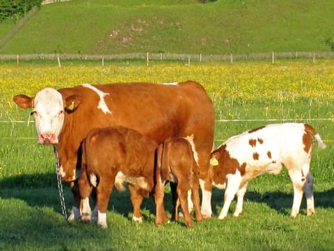 Hausernhof - Chiemgau Karte Farm Stay in Berchtesgadener Land