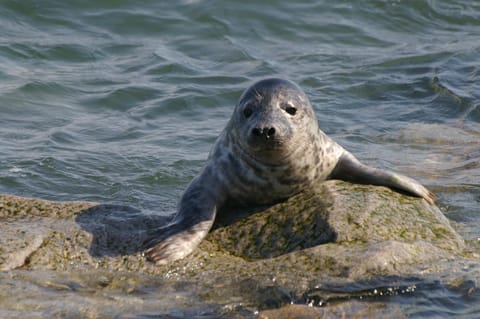 Natural landscape, Animals