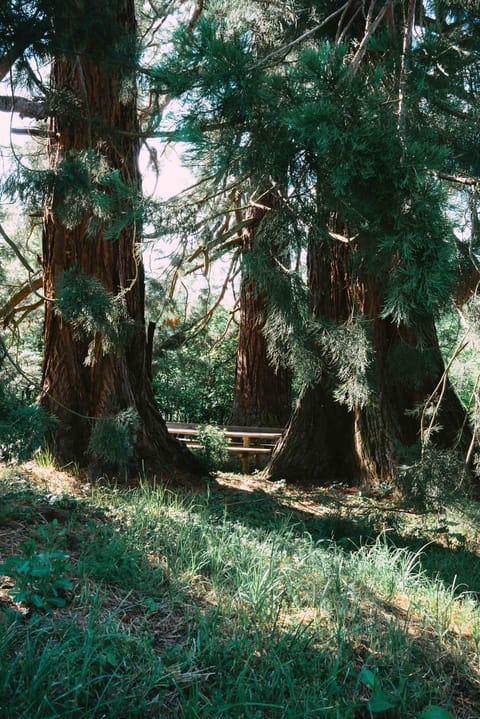 Natural landscape, Garden, Garden view