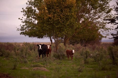 Farm Tiny House in Braidwood