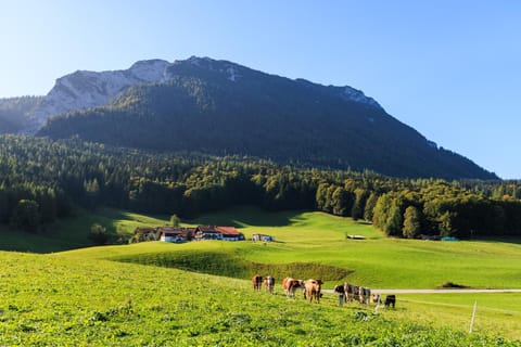 Oberaschenauer-Hof Farm Stay in Ruhpolding