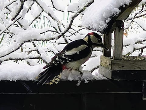 Haus 4-Jahreszeiten House in Berchtesgadener Land