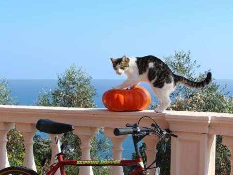 Decorative detail, Pets