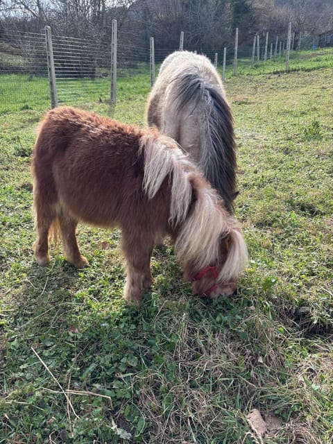 Activities, Entertainment