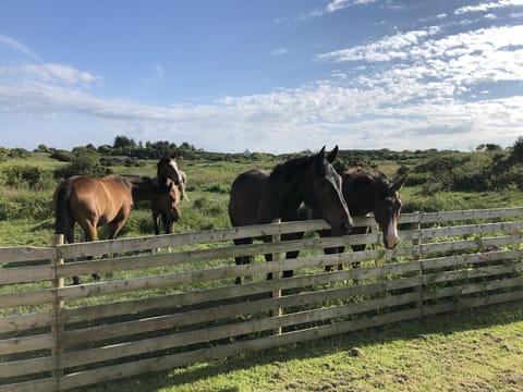 Country Retreat Sleeps 2 near Cymyran beach Apartment in Wales
