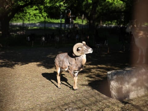Kleinreiterhof Apartment in Bad Reichenhall