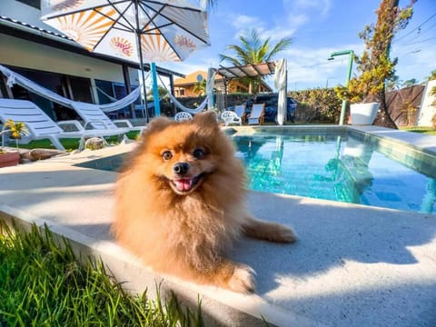 Pets, Pool view, Swimming pool