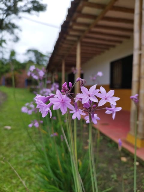 Casa Amarilla Pinar del Rio San Agustín H House in Huila, Colombia